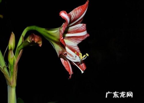 对子红又叫什么花