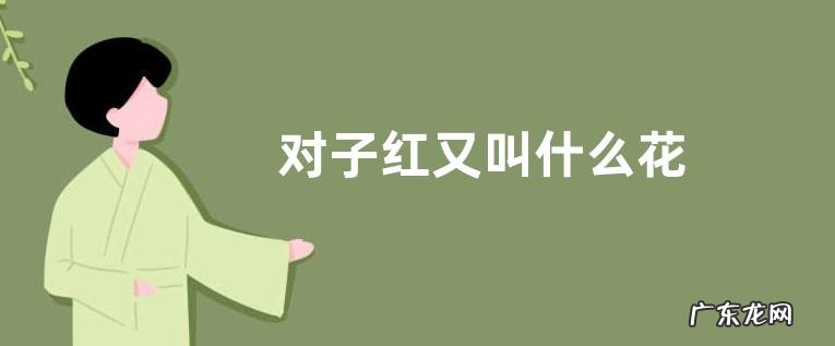 对子红又叫什么花