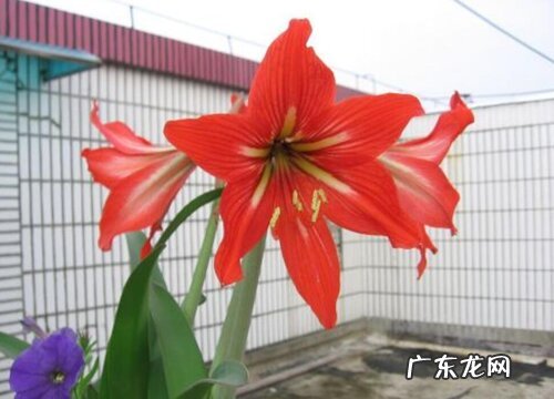 对子红又叫什么花