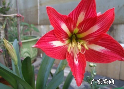 对子红又叫什么花