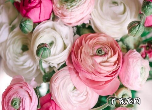 洋牡丹又叫什么花