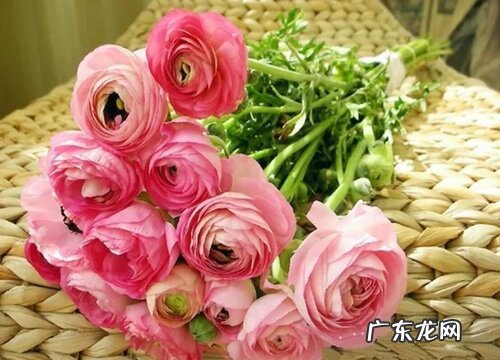 洋牡丹又叫什么花