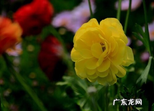 洋牡丹又叫什么花