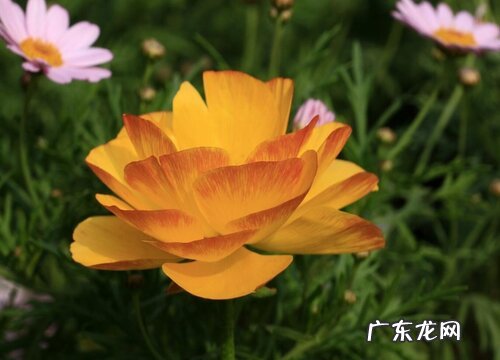 洋牡丹又叫什么花