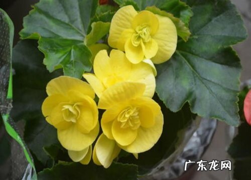 海棠花又叫什么名字