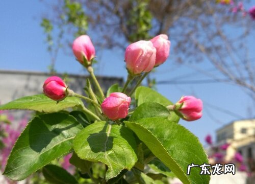 海棠花又叫什么名字