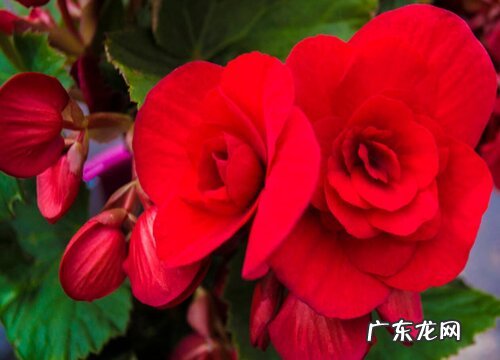 海棠花又叫什么名字