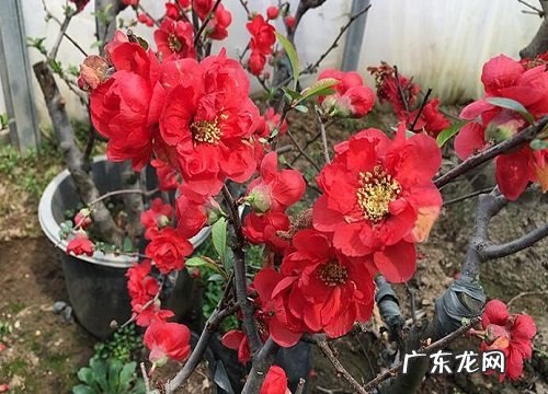 海棠花又叫什么名字