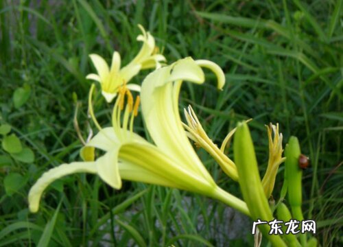 忘忧草又叫什么花