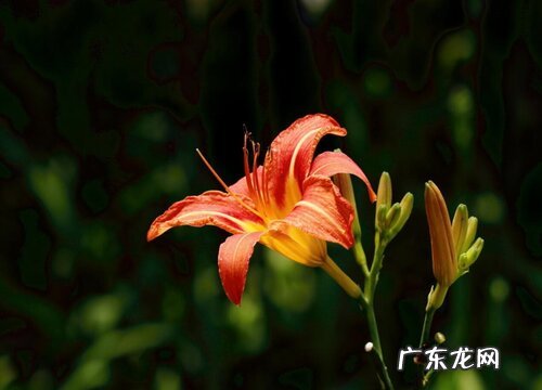 忘忧草又叫什么花