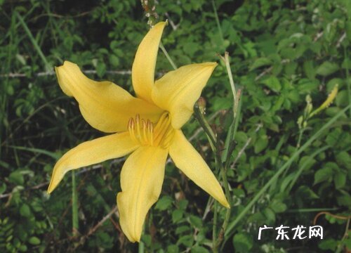 忘忧草又叫什么花