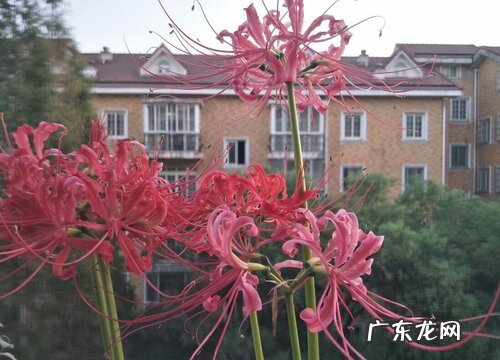 彼岸花又叫什么花
