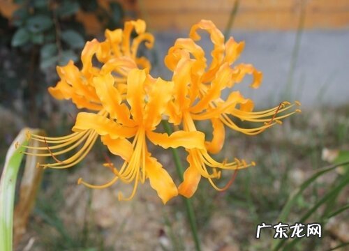 彼岸花又叫什么花