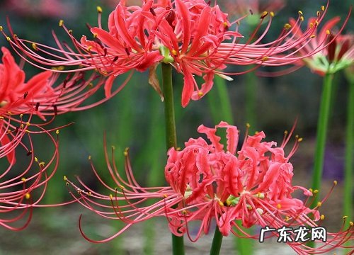 彼岸花又叫什么花