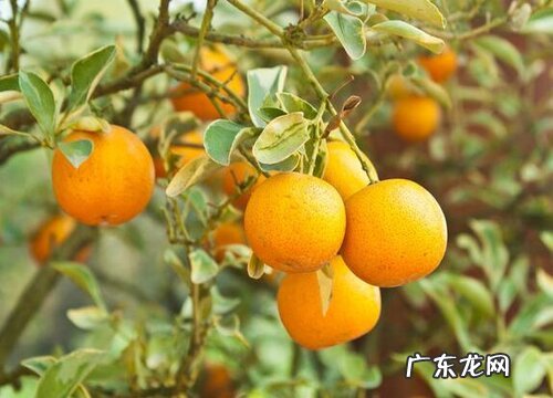 桔子树耐寒吗