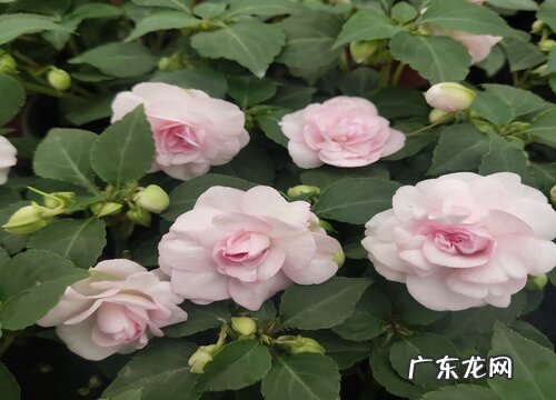 室内好养的喜阴花卉有哪些