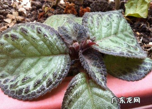 室内好养的喜阴花卉有哪些