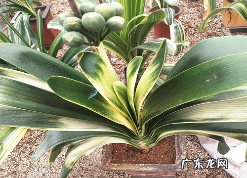 室内好养的喜阴花卉有哪些