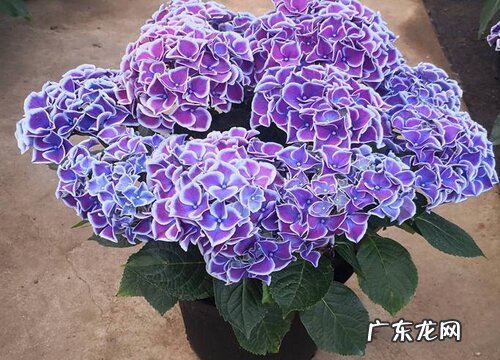 长年生花卉有哪些