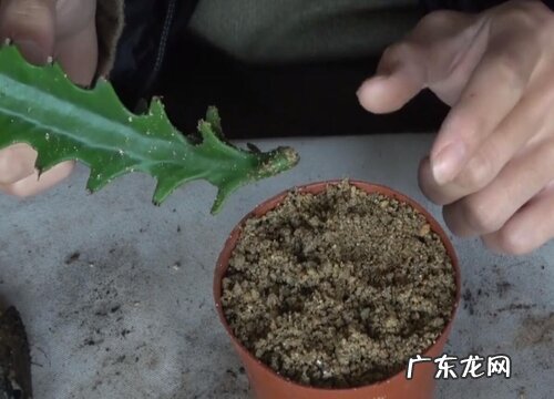 龙骨花喜欢阳光吗 需要晒太阳吗