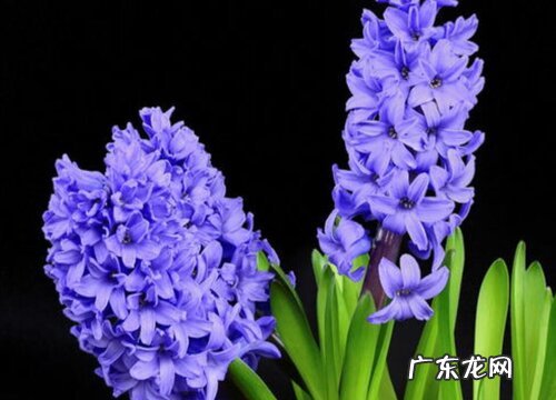 什么花代表歉意