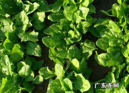 菠菜耐寒吗