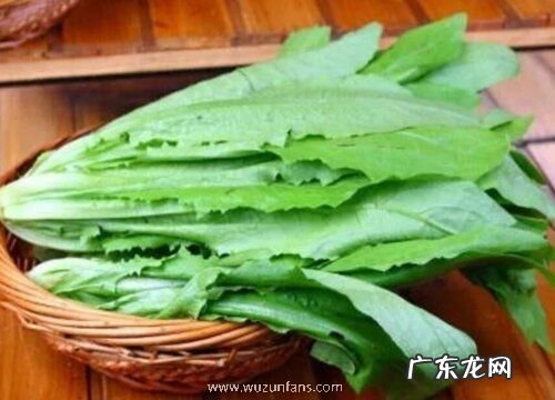 油麦菜哪个品种好