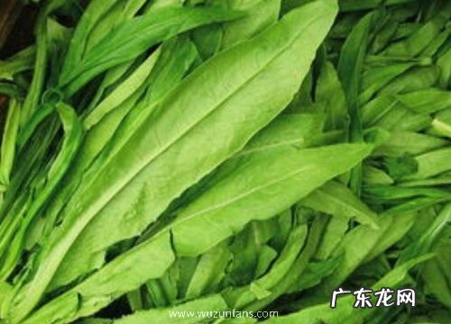 油麦菜哪个品种好
