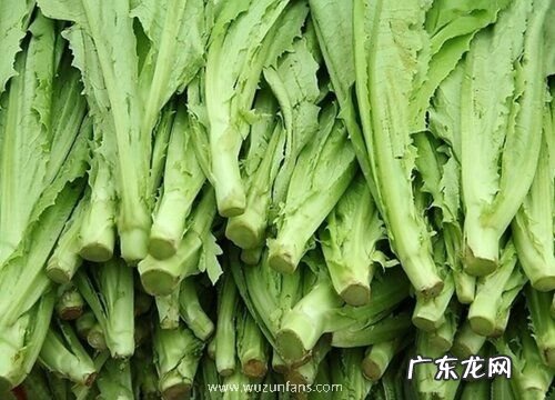 油麦菜哪个品种好