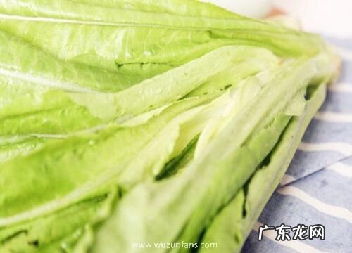 油麦菜哪个品种好