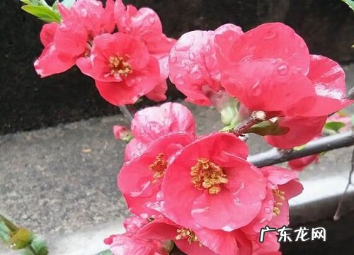 庭院吉祥花卉有哪些