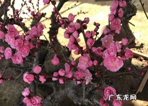 庭院吉祥花卉有哪些