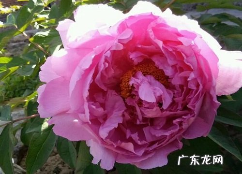 庭院吉祥花卉有哪些