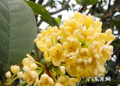 庭院吉祥花卉有哪些