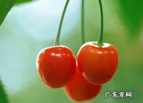 樱桃哪个品种好