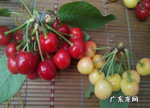 樱桃哪个品种好