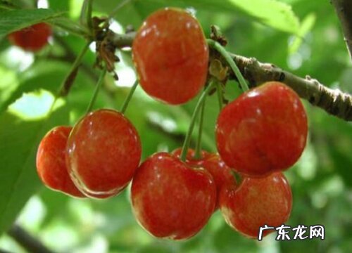 樱桃哪个品种好