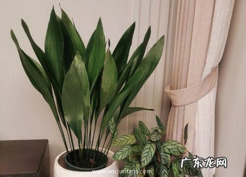 喜阴花卉有哪些