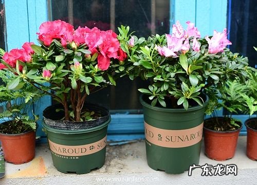 喜阴花卉有哪些