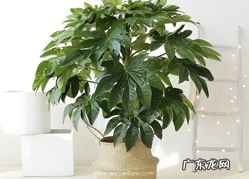 喜阴花卉有哪些