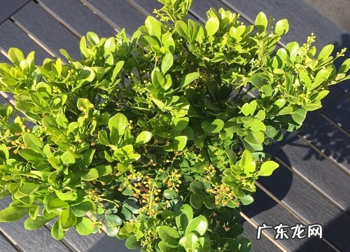 米兰花怎么修剪方法