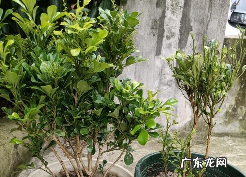 米兰花怎么修剪方法