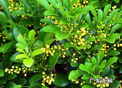 米兰花怎么修剪方法