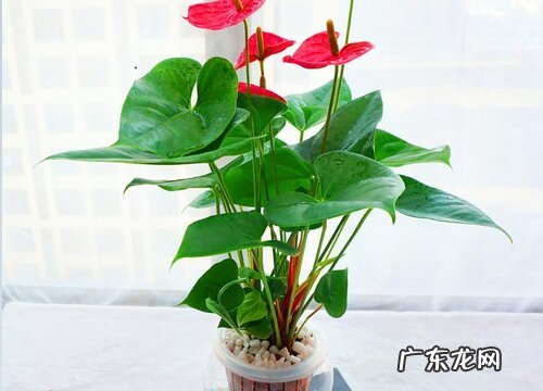 开红色花的花卉有哪些