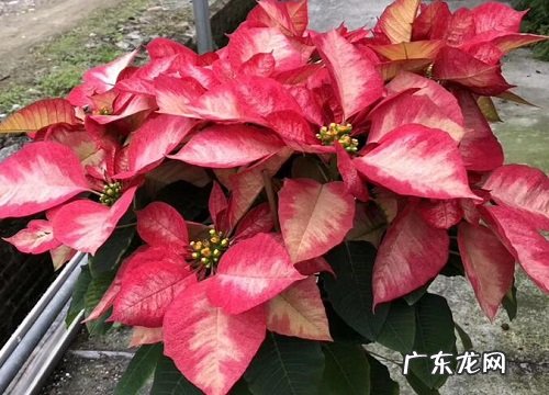 开红色花的花卉有哪些