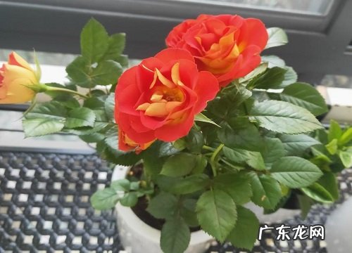 开红色花的花卉有哪些