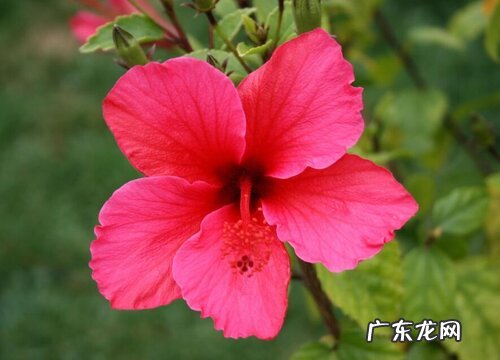 开红色花的花卉有哪些