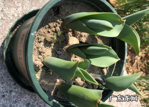 开红色花的花卉有哪些