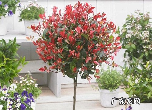 红叶子的花卉有哪些