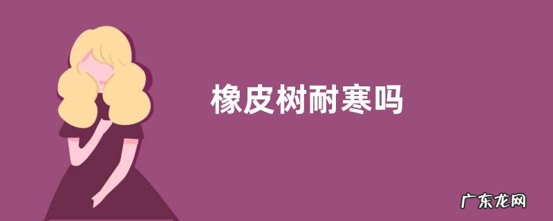 橡皮树耐寒吗